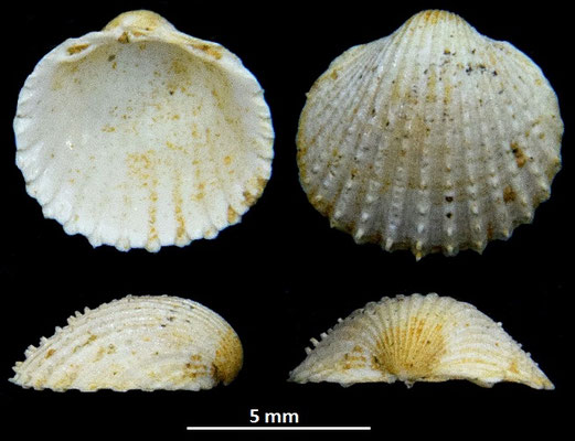 Cardium pelouatense, Miocene dell'Aquitania