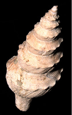 Turricula dimidiata, Rio Rocca, Pliocene