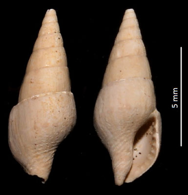 Atilia columbelloides, Miocene dell'Aquitania