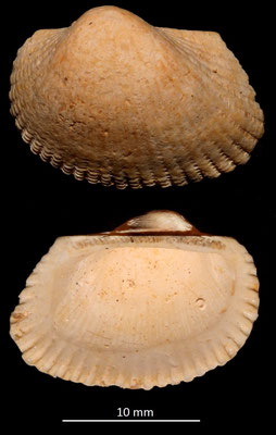 Anadara diluvii, Miocene dell'Aquitania