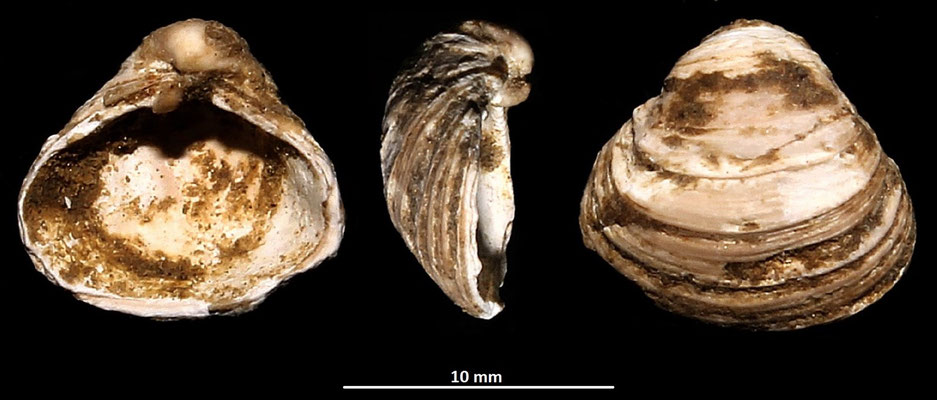 Corbula gibba, vicino a Ara della Regina (Tarquinia, VT)