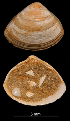 Spisula subtruncata var. triangula, Miocene dell'Aquitania