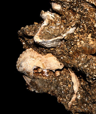 Haliotis tuberculata, Sant'Agostino (Civitavecchia, RM)