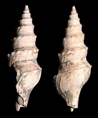 Turricula dimidiata, Rio Rocca, Pliocene