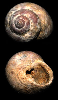 Clanculus jussieui, Macchia della Turchina (Monteromano, VT)