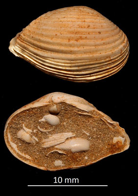 Corbula carinata mut. hoernesi, Miocene dell'Aquitania
