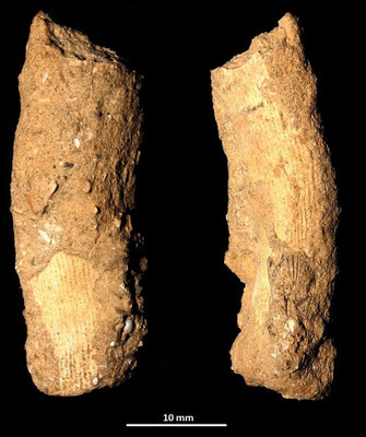 Dendrophyllia cfr. cornigera, Pliocene di Chiusi-Chianciano Terme (GR)