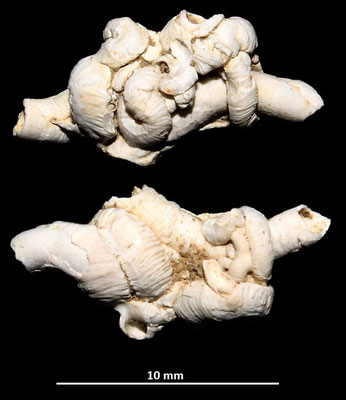 Vermetus triquetrus e Petaloconchus intortus, Macchia della Turchina.