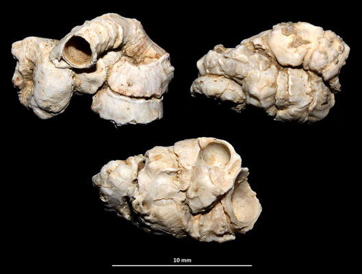 Vermetus triquetrus, Macchia della Turchina.