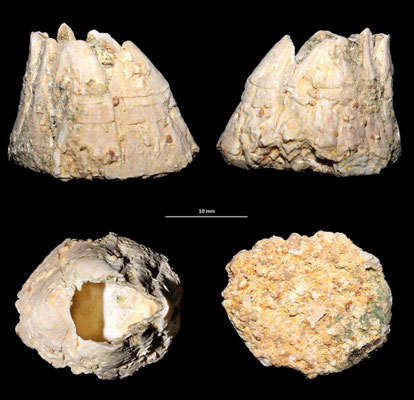 Balanus cfr. concavus, Tarquinia (VT)