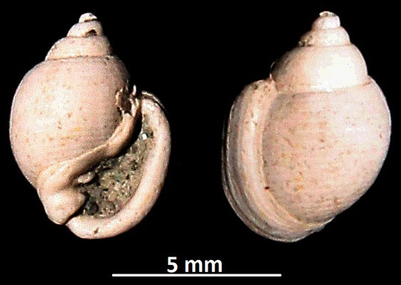 Ringicula cfr. auriculata, Vignola (MO)