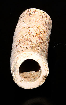 Frammento di Protula sp. da Quattro Castella (RE)