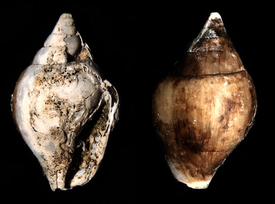 Columbella rustica, Sant'Agostino (Civitavecchia, RM)