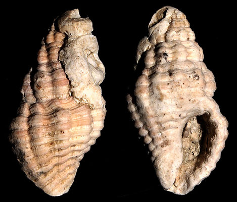 Pollia dorbignyi, Macchia della Turchina (Monteromano, VT)