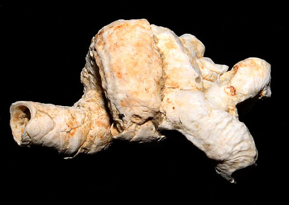 Thylacodes arenarius, Macchia della Turchina.