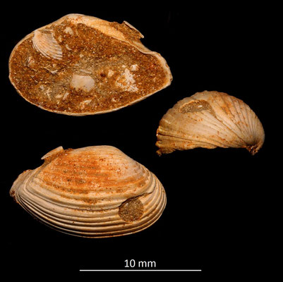 Corbula carinata mut. hoernesi, Miocene dell'Aquitania