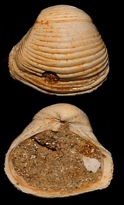 Corbula confusa, Miocene dell'Aquitania