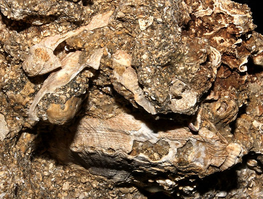 Haliotis tuberculata, Sant'Agostino (Civitavecchia, RM)
