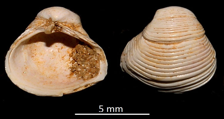 Corbula confusa, Miocene dell'Aquitania