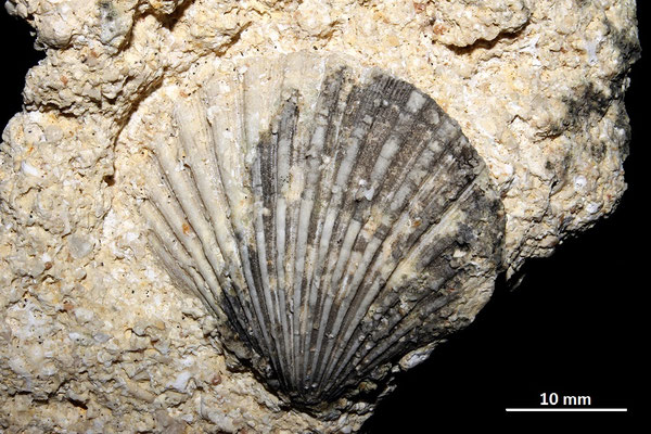 Aequipecten scabrella, colline di Tarquinia (VT)