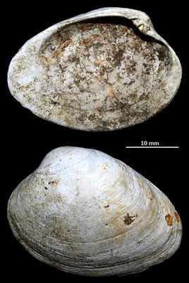Venerupis senescens, Macchia della Turchina (Monteromano, VT)