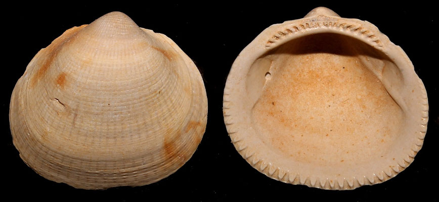 Glycymeris insubrica, Miocene dell'Aquitania