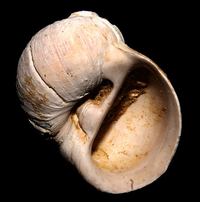 Cochlis sp. dalla Macchia della Turchina