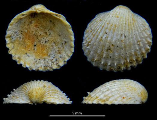 Cardium cfr. burdigalinum (giovanile), Miocene dell'Aquitania