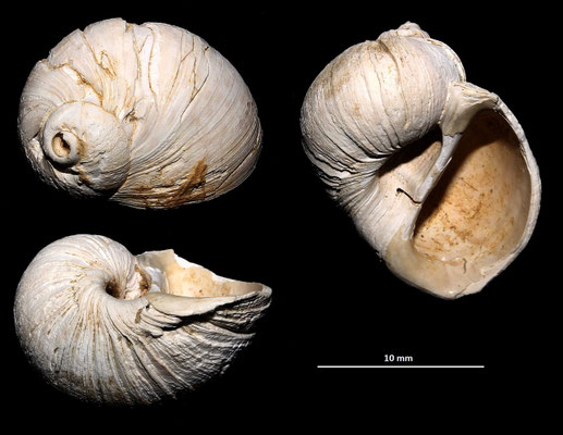 Cochlis sp. dalla Macchia della Turchina