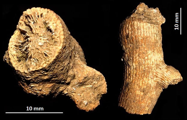 Dendrophyllia cfr. cornigera, Pliocene di Chiusi-Chianciano Terme (GR)
