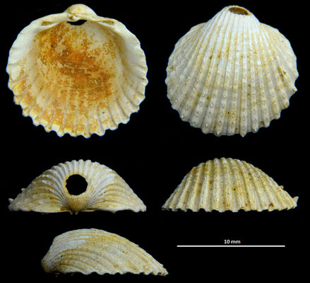 Cardium burdigalinum (giovanile), Miocene dell'Aquitania