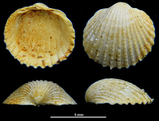 Cardium cfr. burdigalinum (giovanile), Miocene dell'Aquitania