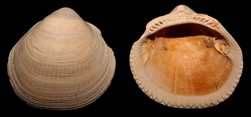 Glycymeris insubrica, Miocene dell'Aquitania