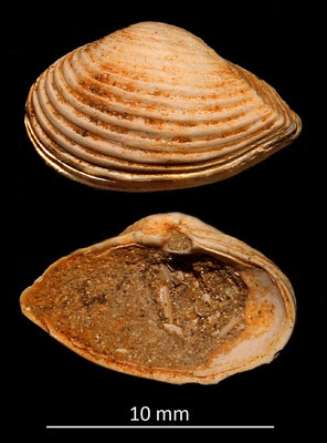 Corbula carinata mut. hoernesi, Miocene dell'Aquitania
