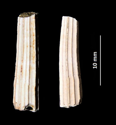 Dentalium sexangulum, Quattro Castella (RE)