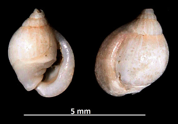 Ringicula cfr. buccinea, Vignola (MO)