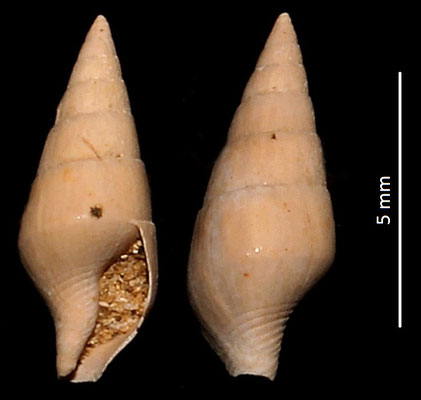 Atilia columbelloides, Miocene dell'Aquitania