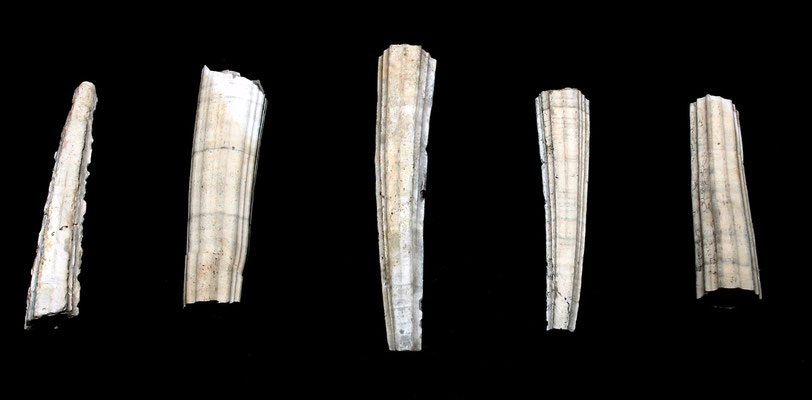 Dentalium sexangulum, Vignola (MO)