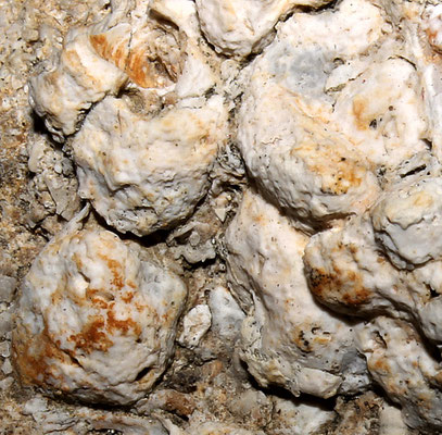Lithothamnium sp., Sant'Agostino (Civitavecchia)