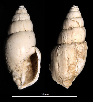 Vexillum ebenus, Macchia della Turchina (Monteromano, VT)