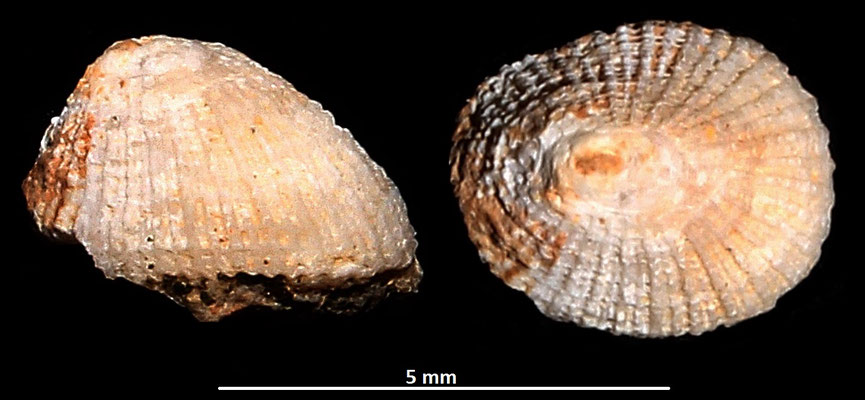 Diodora italica giovanile, Sant'Agostino (Civitavecchia, RM)