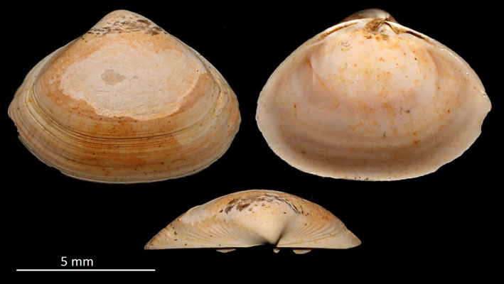 Spisula subtruncata var. triangula, Miocene dell'Aquitania