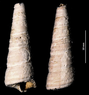 Haustator vermicularis, Macchia della Turchina (Monteromano, VT)