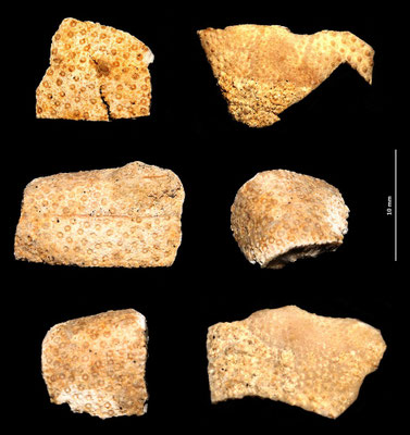 Frammenti vari di echinidi irregolari, sabbie gialle a echinodermi di Tarquinia (VT)