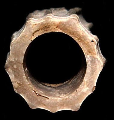 Sezione di Dentalium sexangulum, Rio Rocca