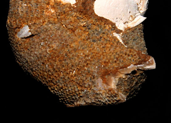 Membranipora membranacea su Neverita josephinia (Sasso Marconi, BO)