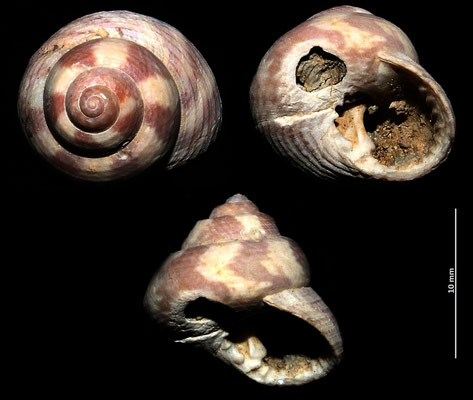 Clanculus jussieui, Macchia della Turchina (Monteromano, VT)
