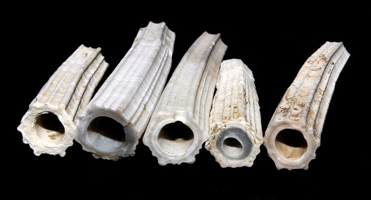 Dentalium sexangulum, calanchi di Sabbiuno (BO)