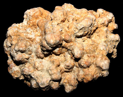 Lithothamnium sp., Ara della Regina (Tarquinia)
