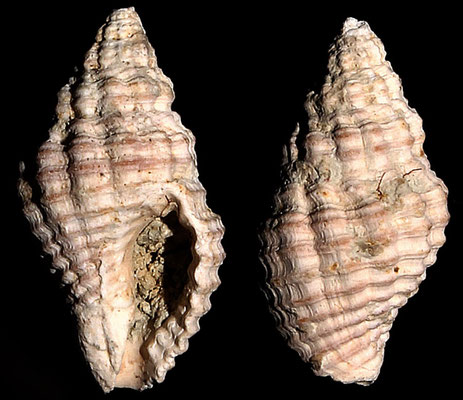 Pollia dorbignyi, Macchia della Turchina (Monteromano, VT)